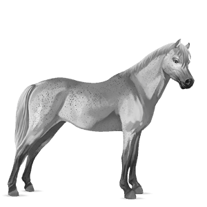 pony belgian riding pony fleabitten grey