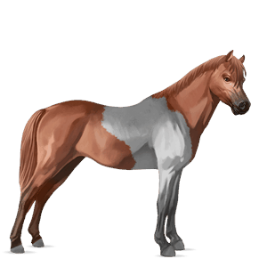 pony shetland chestnut