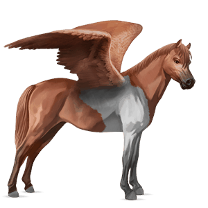 pegasus pony australian pony liver chestnut