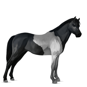 pony australian pony dapple grey