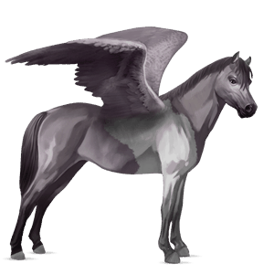 pegasus pony highland pony mouse grey