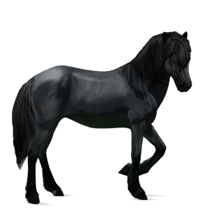 riding horse camargue light grey