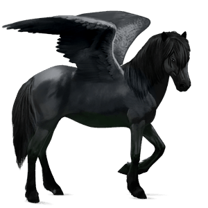 riding pegasus polish konik black