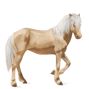 riding horse brumby palomino