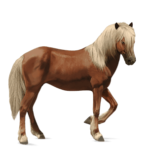 riding horse chestnut