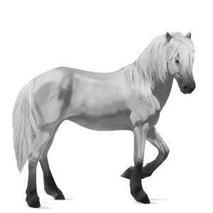 riding horse brumby light grey