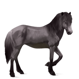 riding horse brumby mouse grey
