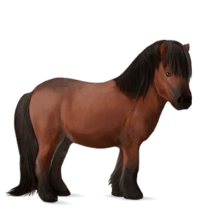 pony welsh chestnut