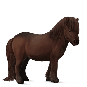 pony shetland liver chestnut