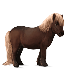 pony shetland chestnut