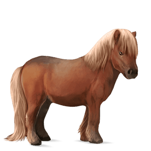 pony shetland flaxen chestnut 