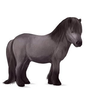pony shetland black
