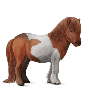 pony shetland chestnut tobiano