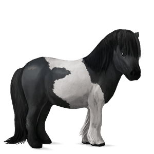 pony shetland black tobiano