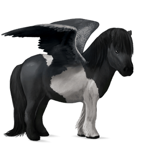 pegasus pony shetland black
