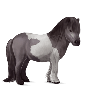 pony welsh light grey