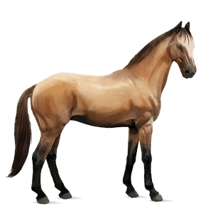 riding horse lipizzan bay