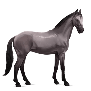 riding horse polish konik mouse grey