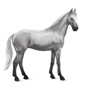 riding horse irish hunter fleabitten grey