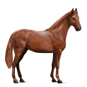riding horse selle français chestnut