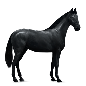 riding horse quarter horse black