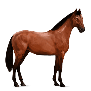 riding horse paint horse cherry bay overo