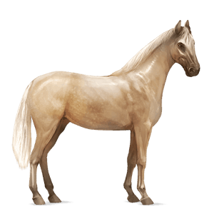riding horse kwpn bay