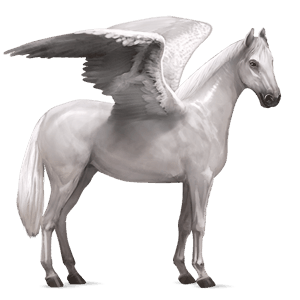 riding pegasus kwpn light grey