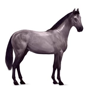 riding horse argentinean criollo mouse grey