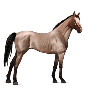 riding horse dapple grey