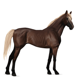 riding horse thoroughbred dapple grey
