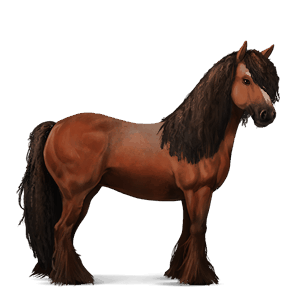 riding horse icelandic horse strawberry roan