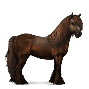 pony shetland liver chestnut