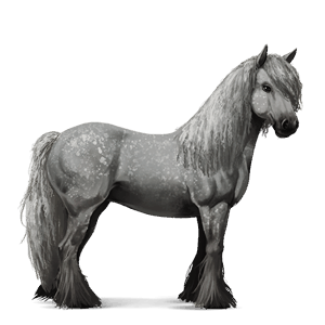 riding horse vanner dapple grey tobiano