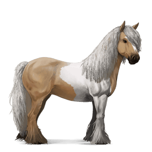 riding horse vanner palomino