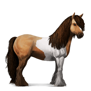 riding horse arabian horse mouse grey