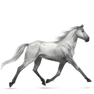 riding horse hanoverian light grey