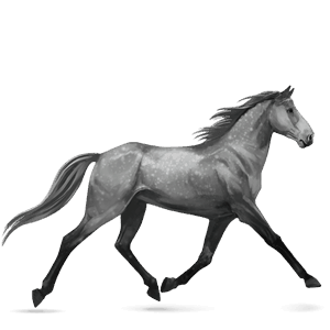 riding horse arabian horse black