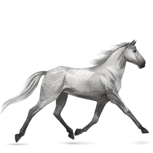 riding horse appaloosa black blanket 