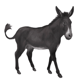 donkey black