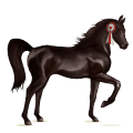 riding horse mustang dun