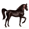riding horse quarter horse black