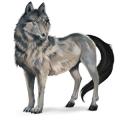 wild horse wolf