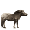 riding horse akhal-teke light grey