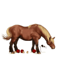 pony shetland strawberry roan
