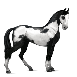 riding horse argentinean criollo black tobiano
