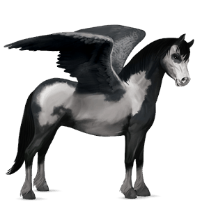 pegasus pony welsh dun