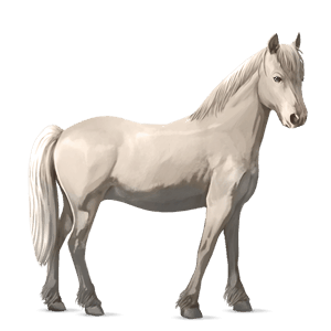 pony newfoundland pony light grey