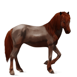 riding horse appaloosa chestnut blanket 