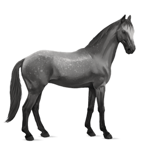 riding horse quarter horse dapple grey